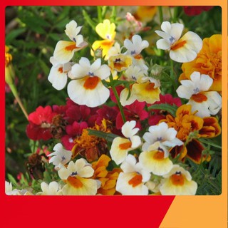 Hạt Giống Hoa Nemesia