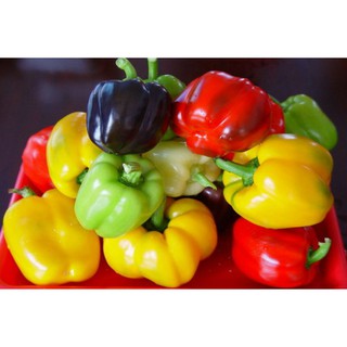 Hạt giống ớt chuông mix F1 _ Ớt ngọt nhiều màu
