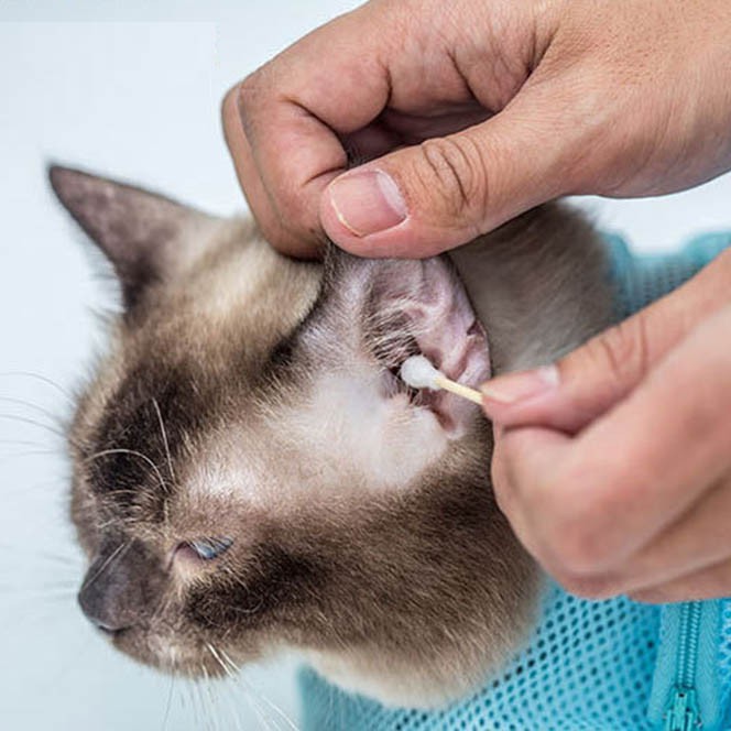 Túi lưới giữ mèo Pet Grooming Bag dùng khi tắm, cắt móng, bôi cho mèo - CutPets Phụ kiện thú cưng Pet shop Hà Nội