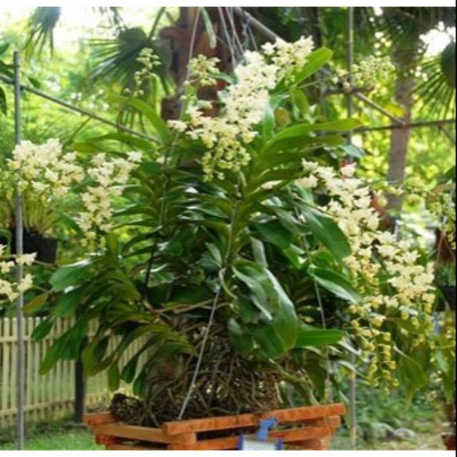 Quế trắng tháng tám 8, quế giống,quế lan hương