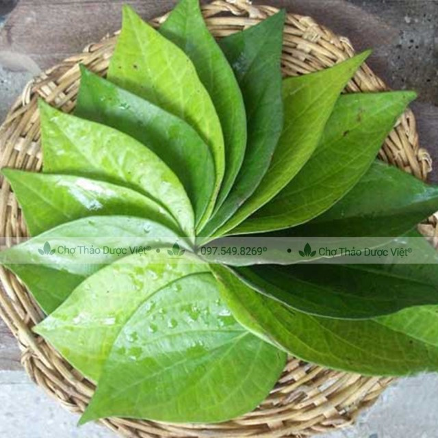 Lá trầu không khô 100g
