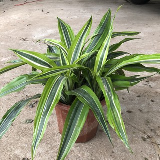 Cây đại tứ lan, Cao 25cm 3 thân to chắc khỏe lá thuôn dài óng vàng bắt mắt, thích hợp trang trí nội thất