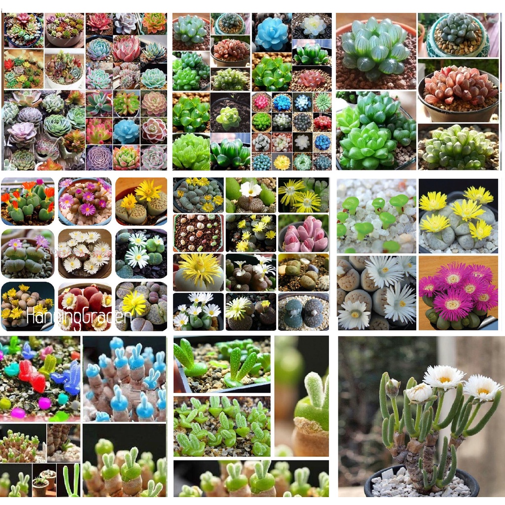Hạt Giống Sen Đá, Hoa Đá, Cây Tai Thỏ, Trồng Được Quanh Năm - Khang Nông Seeds