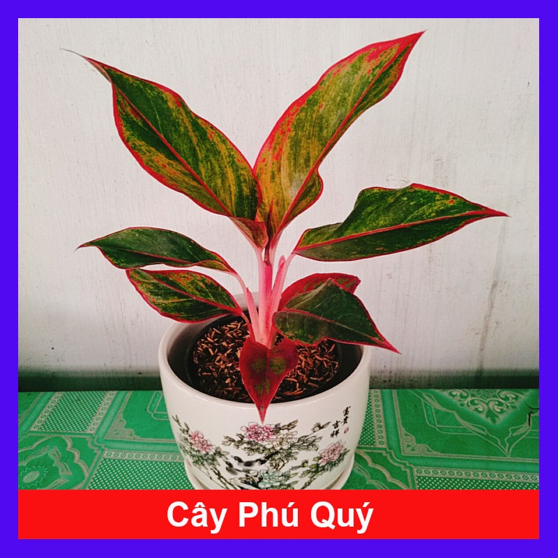 CÂY PHÚ QUÝ + Tặng phân bón cho cây mau lớn Cây phong thủy Cây lọc không khí Cây trang trí nhà cửa văn phòng