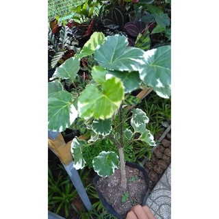 Đinh lăng cẩm thạch lá to/ Đinh lăng đồng tiền