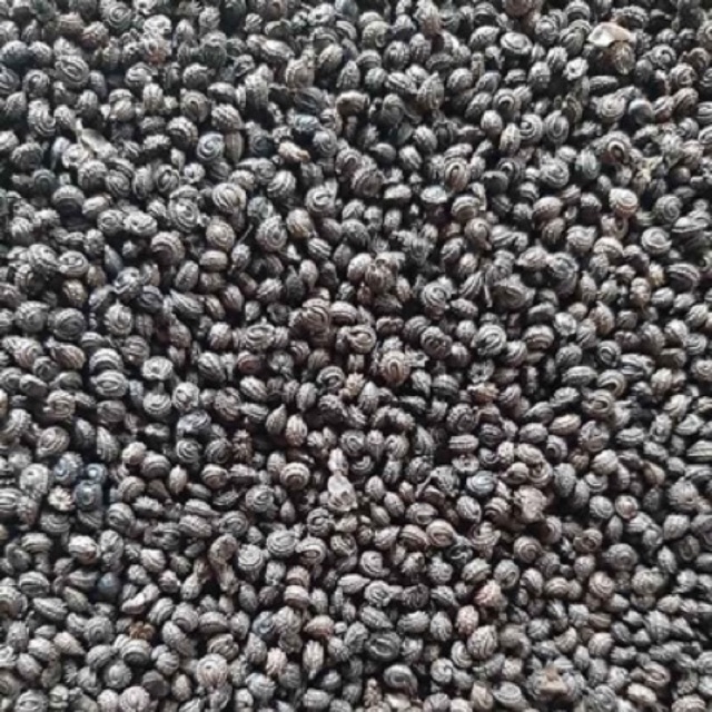 10 HẠT GIỐNG SƯƠNG SÂM LÔNG