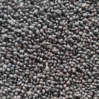 10 HẠT GIỐNG SƯƠNG SÂM LÔNG