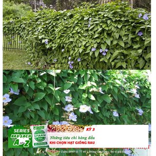 HẠT GIỐNG Cây Cát Đằng 10 HẠT che mát mùa hè nóng nực