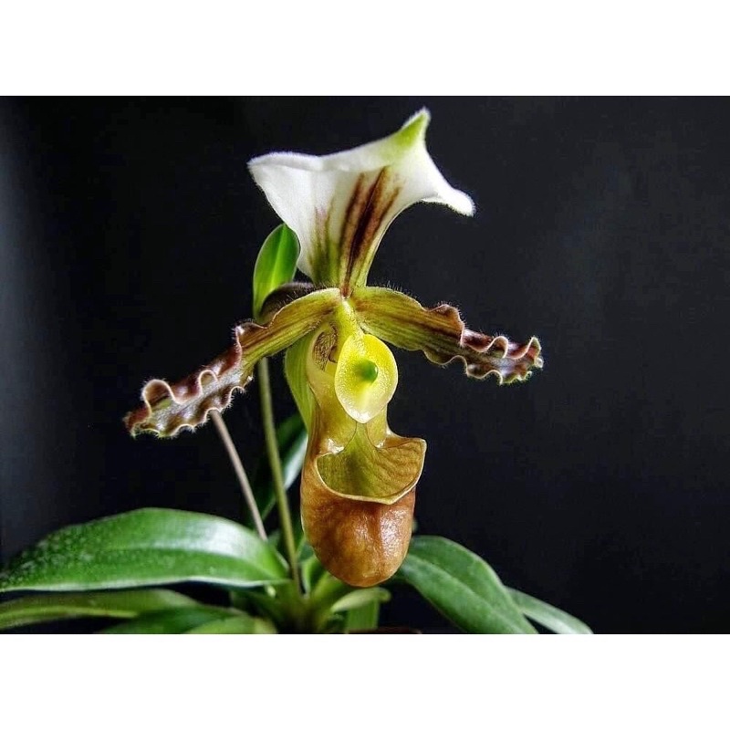 Hoa Lan hài Hêlen sỉ 8k