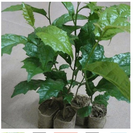 Cây xạ đen khô 1kg