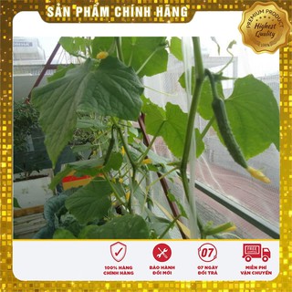 Hạt giống Dưa chuột Nhật