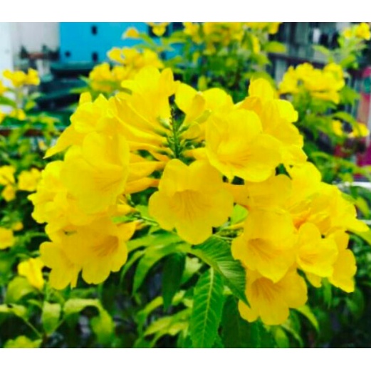 Hạt giống hoa Huỳnh Liên/ Hoàng Yến/ Chuông Vàng - Gói  0.4gr