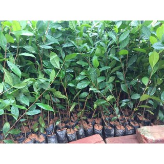cây chè xanh( 2 cây) - giống chuẩn