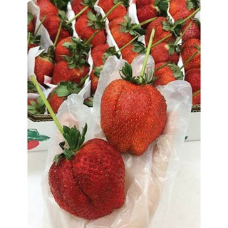 01 cây dâu cấy mô - Nhật Cao Pechika chịu nhiệt