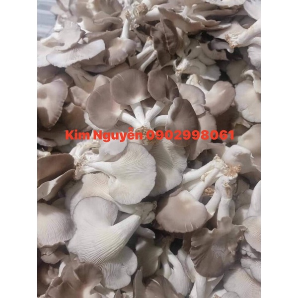 🍄🍄🍄NẤM BÀO NGƯ XÁM - Ship hỏa tốc 🛵