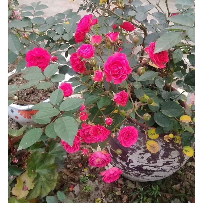 Phân bón Siêu Lân 10-60-10+TE  giúp bật mầm hoa - hoa to - sai hoa - kéo dài thời gian nở