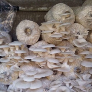 phôi nấm sò trắng 100k/5phôi