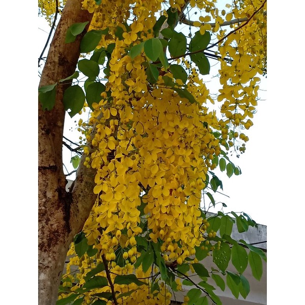 Cây Hoa Muồng Hoàng Yến