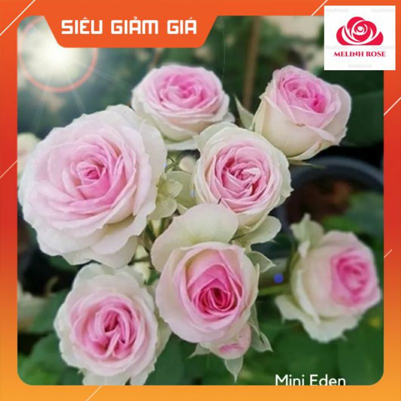 Hoa hồng ngoại Mini Eden rose – Hoa hồng Pháp vô cùng sai hoa-Vườn Hoa Melinhrose