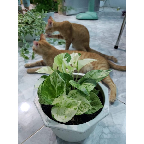 Trầu Bà Manjula Pothos