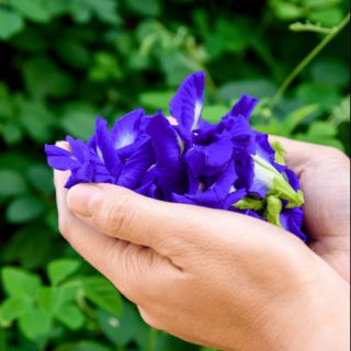 Trà Hoa Đậu Biếc (100g)( tặng hạt giống cây đậu biếc)