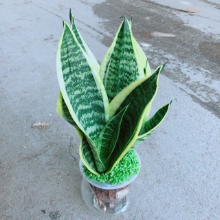 Chậu lưỡi hổ thuỷ sinh
