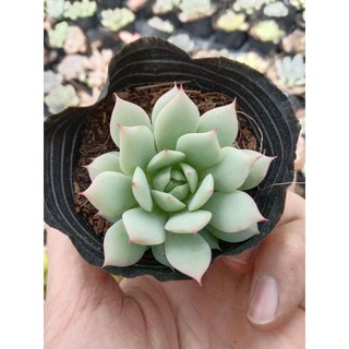 Sen Đá Ruby Trắng Size Mini, Xuất Xứ Đà Lạt, Lỗi 1 Đổi 1 💪 💪