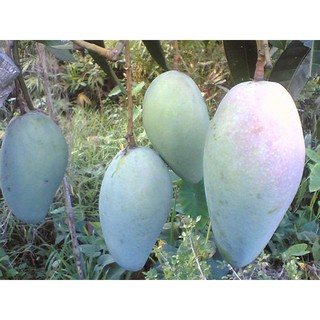 Cây Xoài Thái