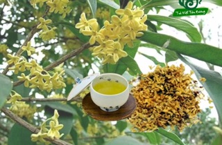 Mộc hương ta cao 50cm