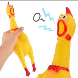 Gà A Lử bóp kêu loại to đại 42cm