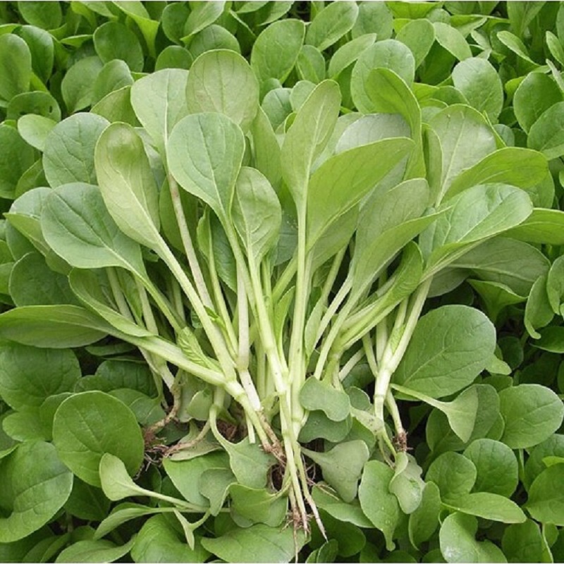 Hạt Giống Rau Cải Ngọt Cọng Xanh Cao Sản Hồng Thanh Garden 20g