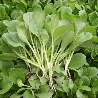 Hg cải ngọt chuẩn f1 nảy mầm 100% 🌱🌱🌱