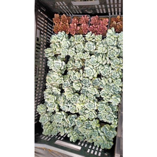 SEN ĐÁ THIÊN THANH THƠM CHẬU 12cm chỉ 55k