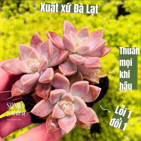 Sen đá đá tím SONDA GARDEN size bé 5-6cm, cây cảnh trang trí nhà cửa, lỗi 1 đổi 1