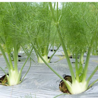 Hạt Giống Củ Thì Là củ hồi Finnochio 1gram (TẶNG gói kích thích hỗ trợ hạt nảy mầm)