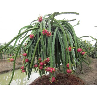 Tinh vôi 98 - Siêu sát khuẩn 1kg431