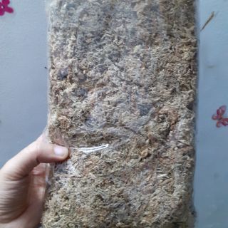Dớn trắng Chile (dớn mềm trồng lan)
