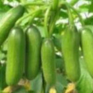 MLHA Hạt giống dưa chùm HGNTD
