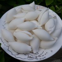 Khuôn nui sò to trơn