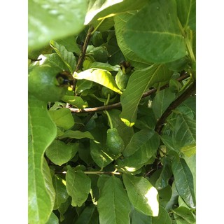 Ổi Nữ Hoàng Đang Trái
