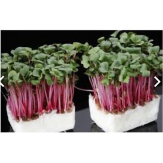 Hạt giống mầm cải ngọt đỏ gói 20 gram