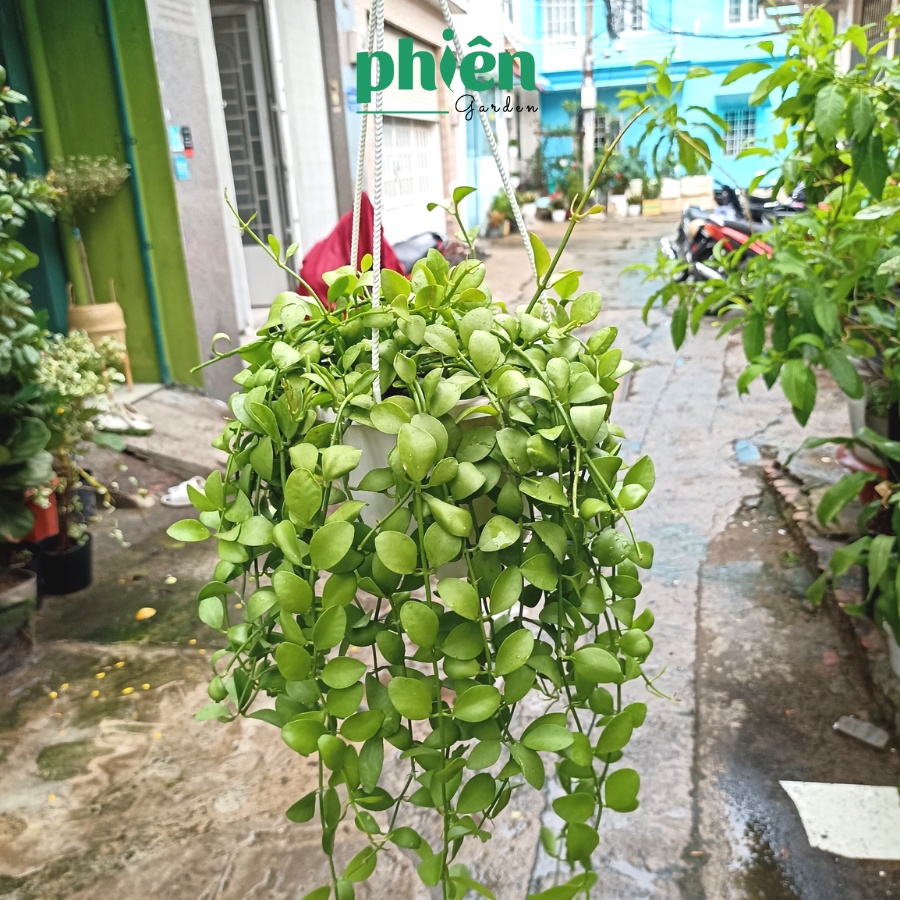 Cây Lan Hạt Dưa kèm chậu treo, Cây Lan Đô La lá rũ