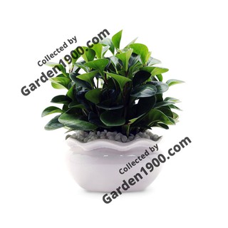 Cây trường sinh - Cây văn phòng - Cây nội thất - Cây để bàn