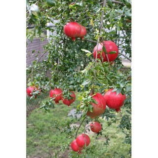 Cây lựu đỏ lùn Ấn Độ Siêu quả