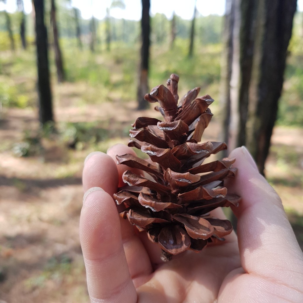 Quả thông trang trí Noel