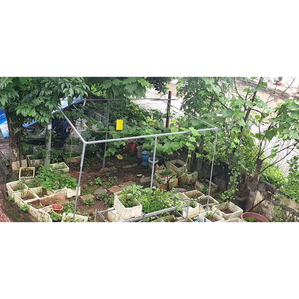 Cây sắt V lỗ đa năng dài 2m làm giàn mướp, giàn bầu bí, giàn hoa, làm khung nhà lưới trồng rau