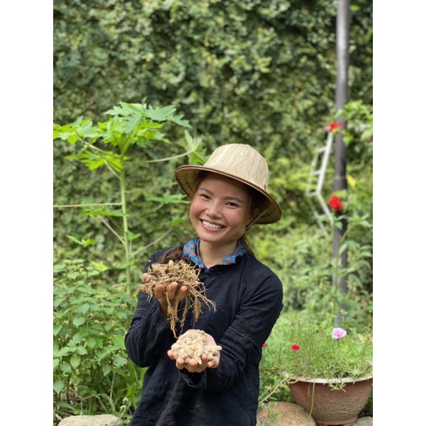 Bột Tam Thất Lâu Năm Hà Giang