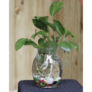 Lọ thủy tinh bầu dục trồng cây thủy sinh, ly thuỷ tinh nước trái cây 2 size