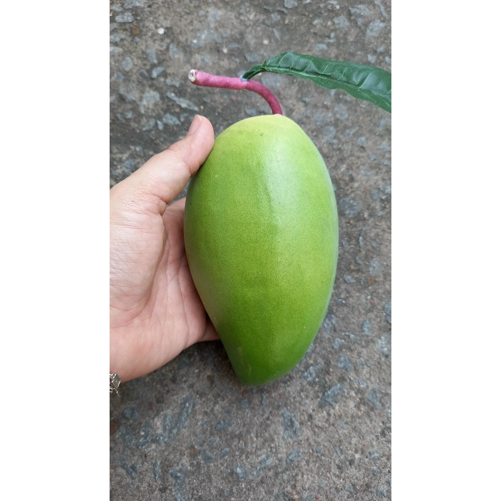 1 Trái xoài xanh giả - Trái cây giả - Hương Flower