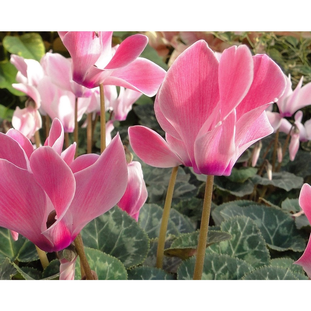 Hạt Giống Hoa Anh Thảo F1 Loại mix màu dễ trồng hoa nở đẹp chống sâu bệnh